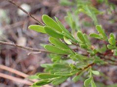 Polygonella polygama polygama