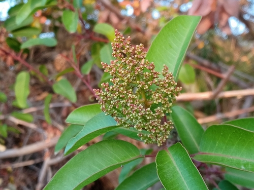 iNaturalist observation photo of laurel sumac