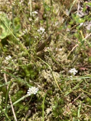 Teesdalia