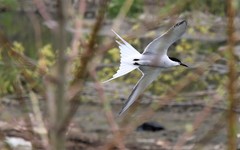 Sterna hirundo longipennis