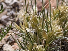 Blepharidachne kingii