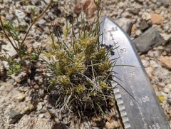 Blepharidachne kingii