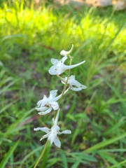 Delphinium carolinianum virescens