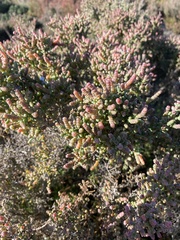 Tecticornia arbuscula