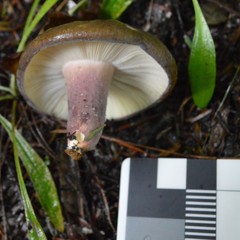 Russula aucklandica