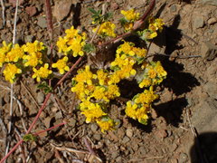 Eriophyllum multicaule