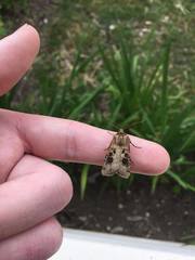 Agrotis clavis