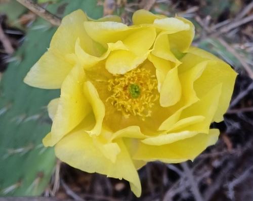 iNaturalist observation photo of Prickly Pears