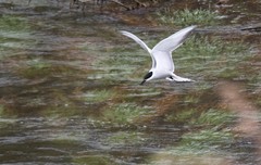 Sterna hirundo longipennis
