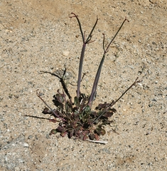Eriogonum clavatum