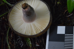 Russula aucklandica