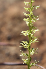 Platanthera leptopetala