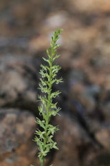Platanthera leptopetala