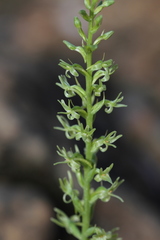Platanthera leptopetala