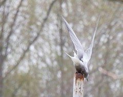 Sterna hirundo longipennis