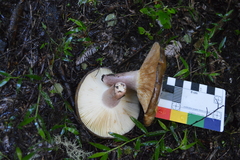 Russula aucklandica