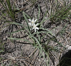 Leucocrinum montanum