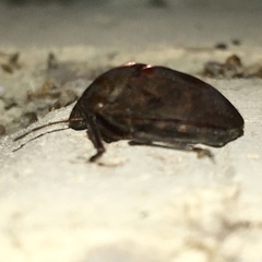 Tetyra bipunctata