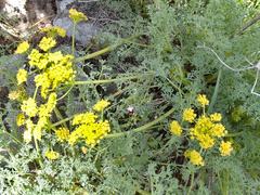 Lomatium papilioniferum