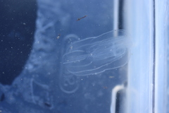 Bolinopsis microptera