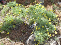 Lomatium papilioniferum