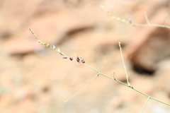 Streptanthus morrisonii