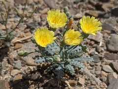 Malacothrix sonchoides