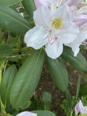 Rhododendron