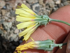 Malacothrix sonchoides