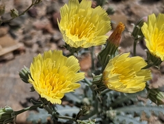 Malacothrix sonchoides