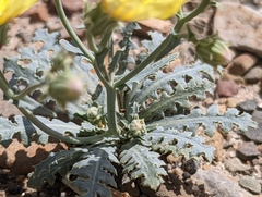 Malacothrix sonchoides