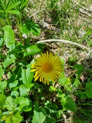 Doronicum caucasicum