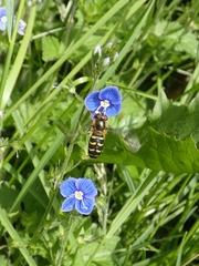 Lapposyrphus lapponicus