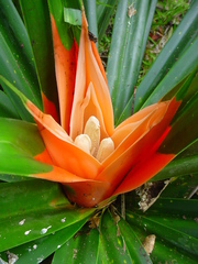 Freycinetia arborea