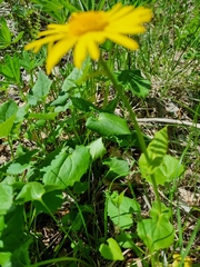 Doronicum caucasicum