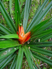 Freycinetia arborea