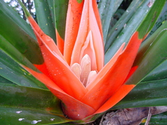 Freycinetia arborea