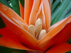 Freycinetia arborea