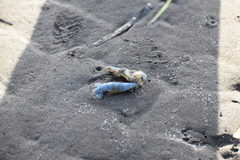 Upogebia pugettensis