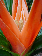 Freycinetia arborea