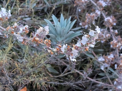 iNaturalist observation photo of white sage