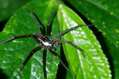 Dolomedes raptor