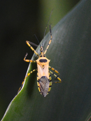 Armillatus