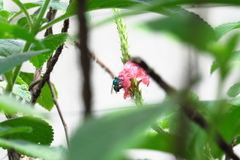 Euglossa