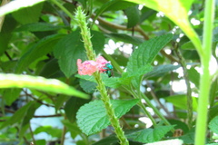 Euglossa