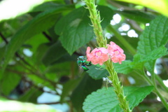 Euglossa