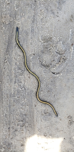Kenya Beaked Snake