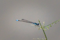 Acanthagrion gracile