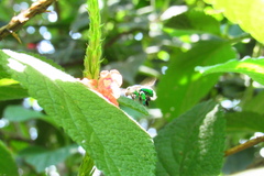 Euglossa