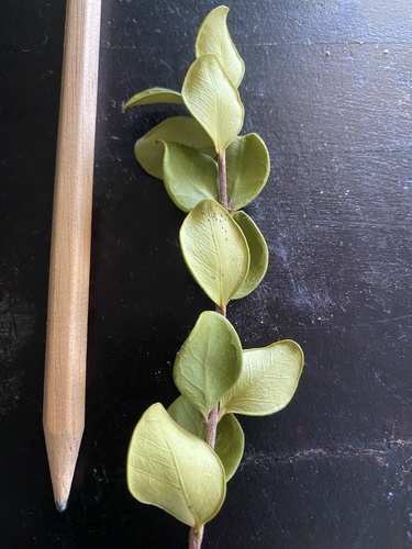 Eugenia reinwardtiana